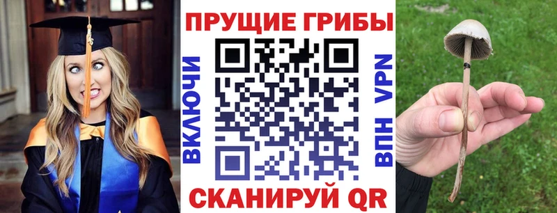 как найти закладки  Владимир  Псилоцибиновые грибы GOLDEN TEACHER 